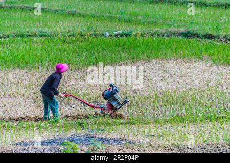 Self-sufficient labor-intensive farming in Ha Giang province, Vietnam.Traditional sustainable agriculture Stock Photo