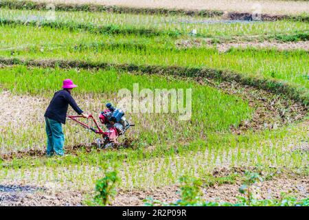 Self-sufficient labor-intensive farming in Ha Giang province, Vietnam.Traditional sustainable agriculture Stock Photo