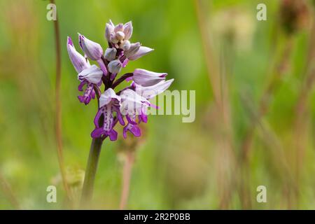 Flower of the helmet orchid (Orchis militaris), Hesse, Germany Stock Photo