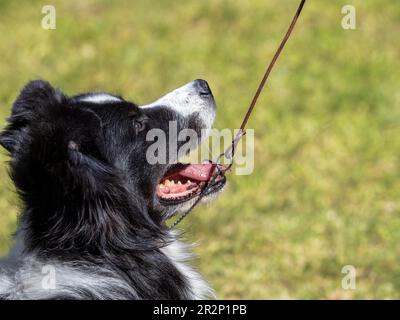 Head portrait Border Collie with leash held for its owner Stock Photo