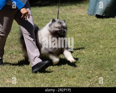 Keeshond walking near its owner Stock Photo
