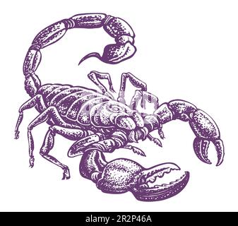 Scorpion isolated on white background. Sketchy illustration, tattoo Stock Photo