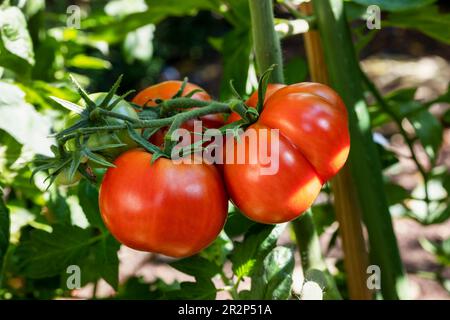 three harvestable, large and red tomatoes and one green tomato on the bush Stock Photo