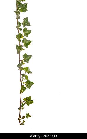 Ivy branch with green leaves, isolated on white with clipping path included, copy space Stock Photo