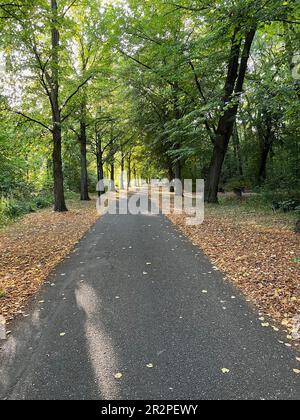 Beautiful landscape with pathway among tall trees in park Stock Photo ...