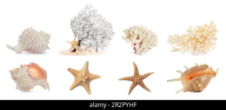 Set of different exotic sea shells, starfishes and dry corals on white background. Banner design Stock Photo