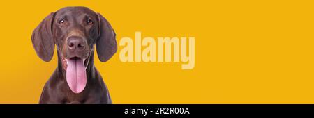 Happy pet. Cute German Shorthaired Pointer dog smiling on yellow background, space for text. Banner design Stock Photo