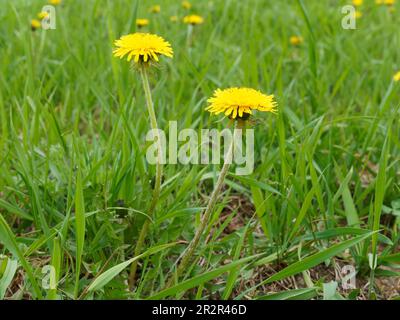 Dandelions in bloom. Quebec,Canada. Stock Photo