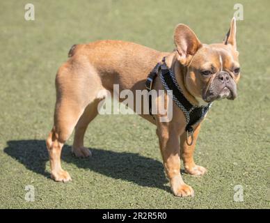 10-Months-Old Blue Fawn Female Frenchie. Off-leash dog park in Northern California. Stock Photo