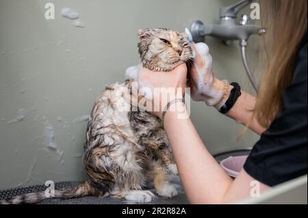 Woman shampooing a tabby gray cat in a grooming salon.  Stock Photo