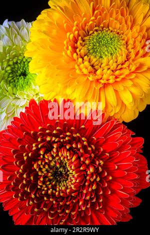 Three Colorful Daises Stock Photo