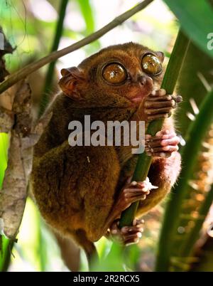 A Philippine tarsier (Carlito syrichta) on the tree with one eye open ...