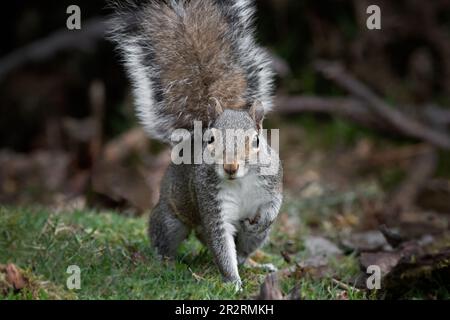 A close up of a grey squirrel with one front leg raised and looking directly at the camera Stock Photo