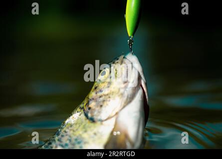 Fishes Catching Hooks. Fisherman and Trout. Bass Fishing Splash