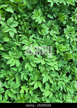 green leaves, greenery, natural background Stock Photo