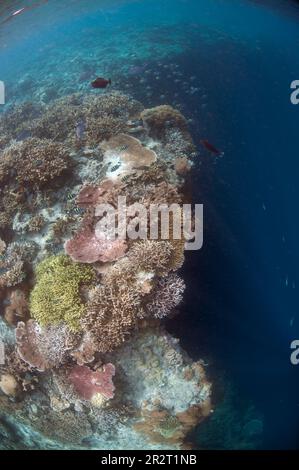 Reef scene with Table Coral, Acropora sp, on reef edge with dropof, Sipadan island, Sabah, Malaysia Stock Photo