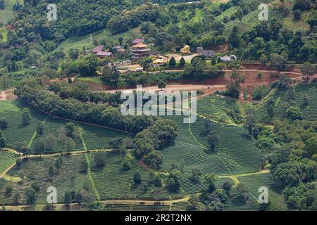 Wang Put Tan Tea Plantation in Doi Mae Salong, Chiang Rai province, Thailand. Stock Photo