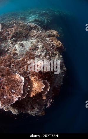 Reef scene with Table Coral, Acropora sp, on reef edge with dropoff, Sipadan island, Sabah, Malaysia Stock Photo