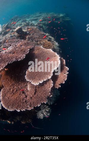 Reef scene with Table Coral, Acropora sp, on reef edge with dropoff, Sipadan island, Sabah, Malaysia Stock Photo