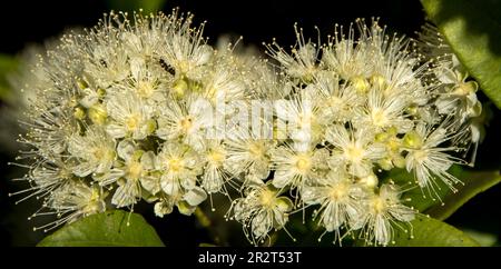 Two creamy white flower heads of native Australian Lemon myrtle, Backhousia citriodora. Grown for scent and flavouring. Queensland rainforest tree. Stock Photo