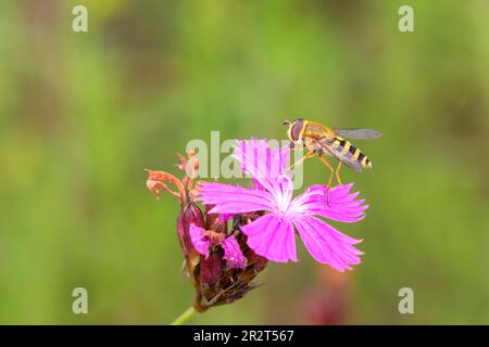 Syrphus ribesii - Hoverfly resting on Carthusian pink - Dianthus carthusianorum Stock Photo