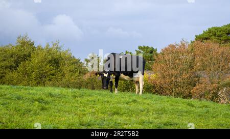 One cow grazes on a farm field in Ireland. Grazing of livestock. Stock Photo