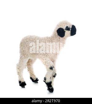 lamb Valais Blacknose in front of white background Stock Photo