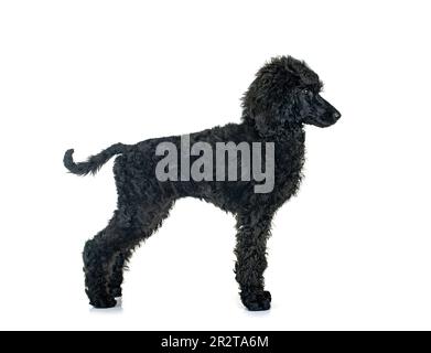 standard black poodle in front of white background Stock Photo - Alamy