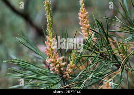 Pinus sylvestris, spring pine male flowers closeup selective focus Stock Photo