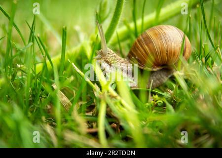 Close up of Helix pomatia snail in tall green grass Stock Photo