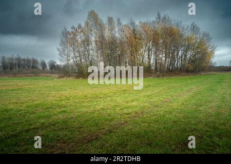 Trees behind a green meadow and a cloudy gray sky, November day Stock Photo