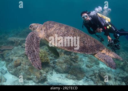 Diver watching Loggerhead Turtle, Caretta caretta, classified as Vulnerable, resting on coral reef, Hanging Gardens dive site, Sipadan Island, Sabah, Stock Photo