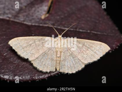 Common tan wave moth (Pleuroprucha insulsaria) male on Loropetalum leaves at night, dorsal view. Geometer moth found in the USA and other countries. Stock Photo