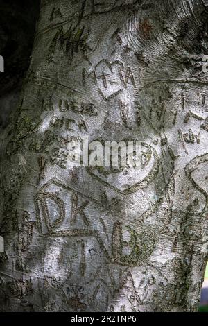 carved hearts in the bark of a beech tree in the Rhine park in the district Deutz, Cologne, Germany. Herzen in der Rinde einer Buche im Rheinpark im S Stock Photo