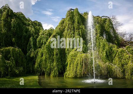 weeping beech (Fagus sylvatica f. pendula) in the Rhine Park in the  district Deutz, local recreation area, Cologne, Germany. Haenge-Buche (Fagus  sy Stock Photo - Alamy