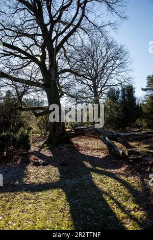 old oak tree in the Westruper heath, Haltern am See, North Rhine-Westphalia, Germany. alte Eiche in der Westruper Heide, Haltern am See, Nordrhein-Wes Stock Photo