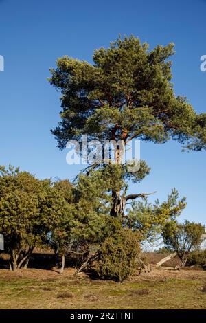 old pine tree in the Westruper heath, Haltern am See, North Rhine-Westphalia, Germany. alte Kiefer in der Westruper Heide, Haltern am See, Nordrhein-W Stock Photo