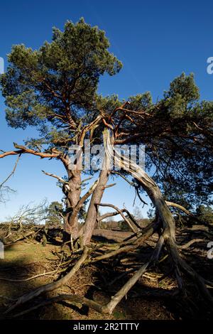 old pine tree in the Westruper heath, Haltern am See, North Rhine-Westphalia, Germany. alte Kiefer in der Westruper Heide, Haltern am See, Nordrhein-W Stock Photo