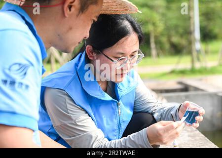 Guiping, China. 20th May, 2023. (230521) -- GUIPING, May 21, 2023 (Xinhua) -- Technicians test and compare water samples at a fish propagation station of the Dateng Gorge water conservancy project in Guiping City, south China's Guangxi Zhuang Autonomous Region, May 20, 2023. Dateng Gorge water conservancy project is under construction on a section of Qianjiang River in Guiping, south China's Guangxi, where is an important spawning field for migration fishes in Zhujiang River basin.  In order to protect fishes and the biodiversity of aquatic life in the Zhujiang River basin, minimize the influe Stock Photo