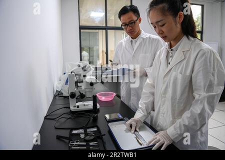 Guiping, China. 20th May, 2023. (230521) -- GUIPING, May 21, 2023 (Xinhua) -- Researchers work at a rare fish conservation center of the Dateng Gorge water conservancy project in Guiping City, south China's Guangxi Zhuang Autonomous Region, May 20, 2023. Dateng Gorge water conservancy project is under construction on a section of Qianjiang River in Guiping, south China's Guangxi, where is an important spawning field for migration fishes in Zhujiang River basin. In order to protect fishes and the biodiversity of aquatic life in the Zhujiang River basin, minimize the influence of the project on  Stock Photo