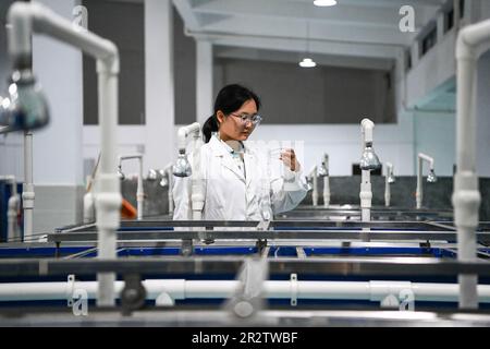 Guiping, China. 20th May, 2023. (230521) -- GUIPING, May 21, 2023 (Xinhua) -- A technician looks at fish spawn at a fish propagation station of the Dateng Gorge water conservancy project in Guiping City, south China's Guangxi Zhuang Autonomous Region, May 20, 2023. Dateng Gorge water conservancy project is under construction on a section of Qianjiang River in Guiping, south China's Guangxi, where is an important spawning field for migration fishes in Zhujiang River basin. In order to protect fishes and the biodiversity of aquatic life in the Zhujiang River basin, minimize the influence of the  Stock Photo