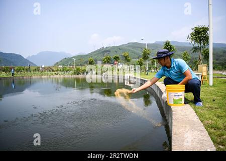 Guiping, China. 20th May, 2023. (230521) -- GUIPING, May 21, 2023 (Xinhua) -- A technician sprays fish feed at a fish propagation station of the Dateng Gorge water conservancy project in Guiping City, south China's Guangxi Zhuang Autonomous Region, May 20, 2023. Dateng Gorge water conservancy project is under construction on a section of Qianjiang River in Guiping, south China's Guangxi, where is an important spawning field for migration fishes in Zhujiang River basin. In order to protect fishes and the biodiversity of aquatic life in the Zhujiang River basin, minimize the influence of the pro Stock Photo