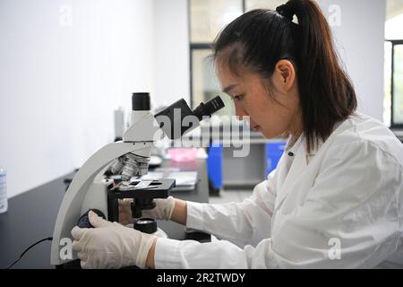 Guiping, China. 20th May, 2023. (230521) -- GUIPING, May 21, 2023 (Xinhua) -- A researcher works at a rare fish conservation center of the Dateng Gorge water conservancy project in Guiping City, south China's Guangxi Zhuang Autonomous Region, May 20, 2023. Dateng Gorge water conservancy project is under construction on a section of Qianjiang River in Guiping, south China's Guangxi, where is an important spawning field for migration fishes in Zhujiang River basin. In order to protect fishes and the biodiversity of aquatic life in the Zhujiang River basin, minimize the influence of the project o Stock Photo