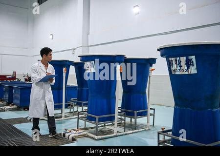 Guiping, China. 20th May, 2023. (230521) -- GUIPING, May 21, 2023 (Xinhua) -- A technician checks fish fry hatching containers at a fish propagation station of the Dateng Gorge water conservancy project in Guiping City, south China's Guangxi Zhuang Autonomous Region, May 20, 2023. Dateng Gorge water conservancy project is under construction on a section of Qianjiang River in Guiping, south China's Guangxi, where is an important spawning field for migration fishes in Zhujiang River basin. In order to protect fishes and the biodiversity of aquatic life in the Zhujiang River basin, minimize the i Stock Photo