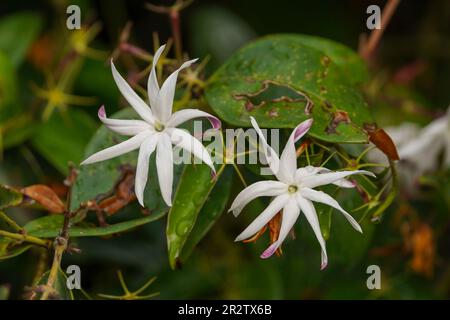 Jasmine flowers on bush, Common jasmine, Plants. Stock Photo