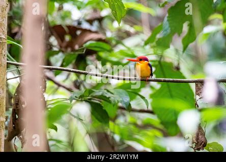 An Oriental-dwarf Kingfisher aka ODKF perched on a small branch on the deep jungles on the outskirts of Thattekad, Kerala Stock Photo
