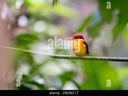 An Oriental-dwarf Kingfisher aka ODKF perched on a small branch on the deep jungles on the outskirts of Thattekad, Kerala Stock Photo