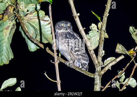 A buffy Fish owl perched on a tree branch in the deep jungles of Thattekad, In Kerala Stock Photo