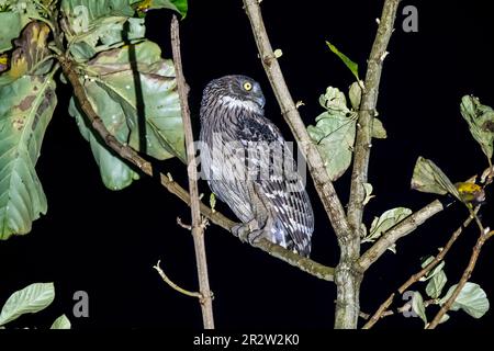 A buffy Fish owl perched on a tree branch in the deep jungles of Thattekad, In Kerala Stock Photo