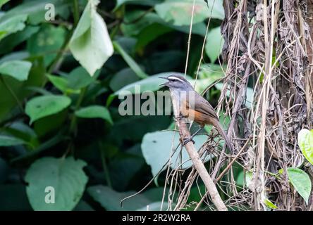 A Palani laughing thrush perched on a small twig on a roadside bush on the outskirts of Munnar city in Kerala Stock Photo